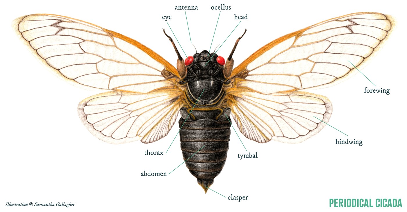 Illustration of Cicada anatomy