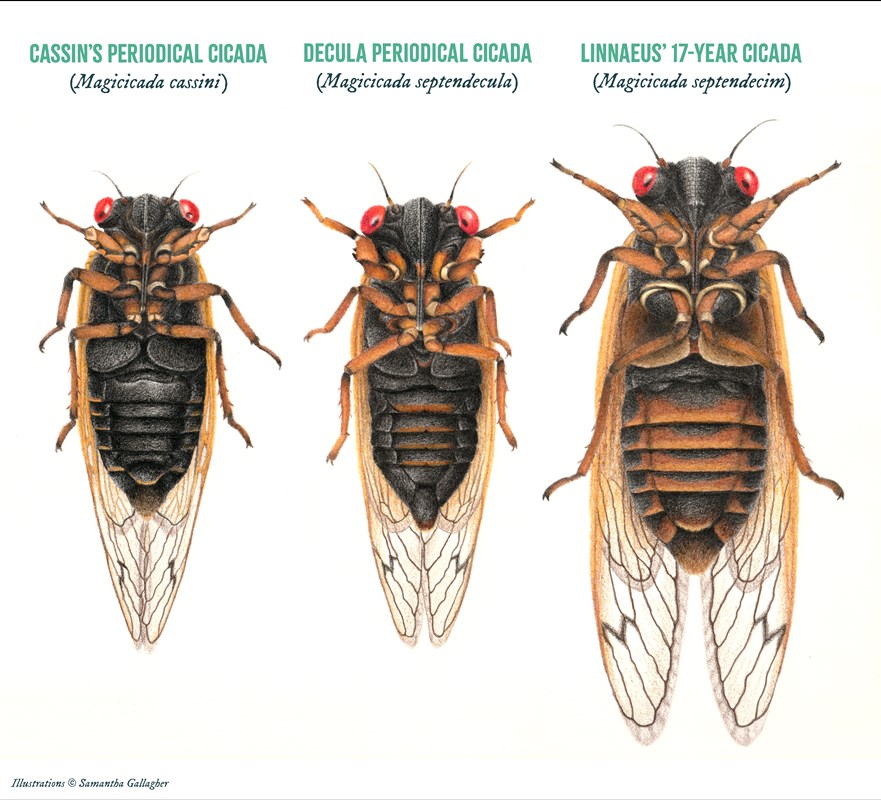 Illustration of 3 species of cicadas undersides