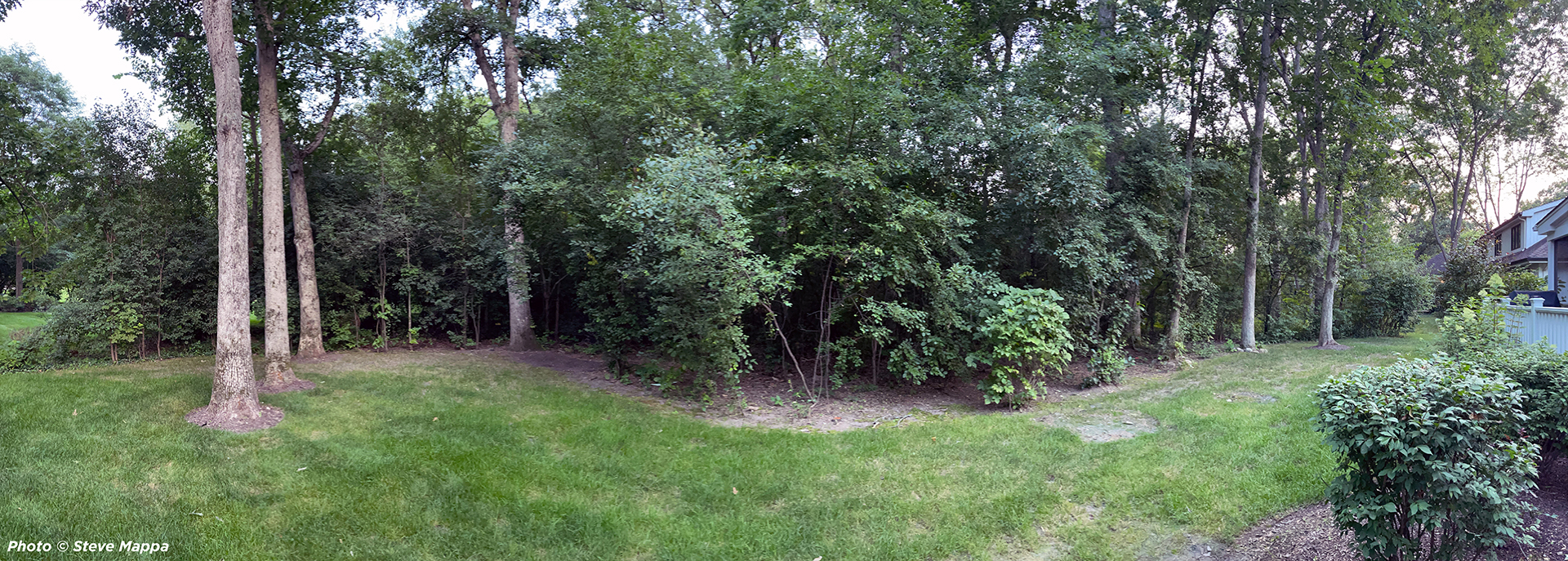 View of a backyard invaded by buckthorn.