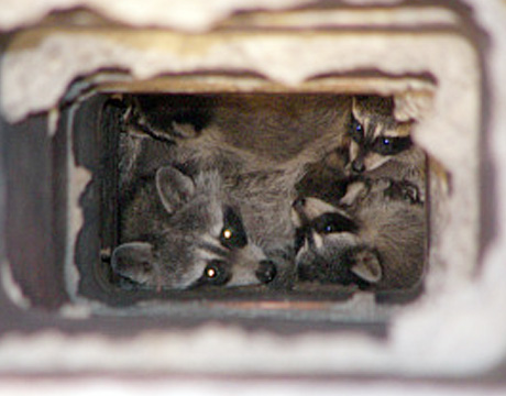raccoons-chimney-HumaneSocietyUS-460x360