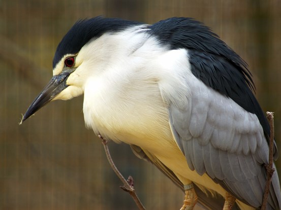 Close up photo of beautiful bird, white, gray black in color