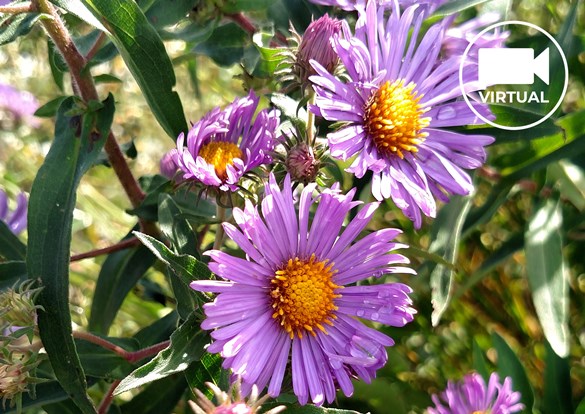 Close up photo of beautiful purple and yellow wildflowers