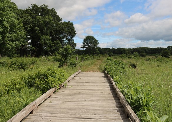 Scenic view walking across a wooden bridge over the wetlands