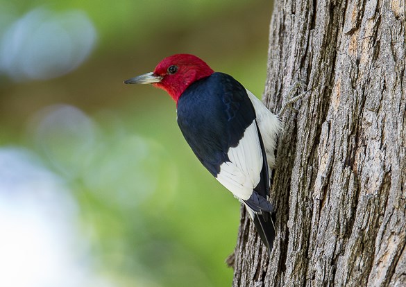 Close up photo of a redheaded woodpecker on the side of a tree