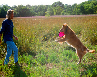 Dog-with-frisbee-(c)-KK