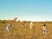 2003-10_MID_seed_collection_workday_017