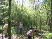A group of volunteer workers removing invasive plants from the forest preserve
