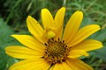 Yellow-Crab-Spider-on-Silphium_(Credit_Mat_Buster)
