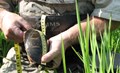 turtle-measurement