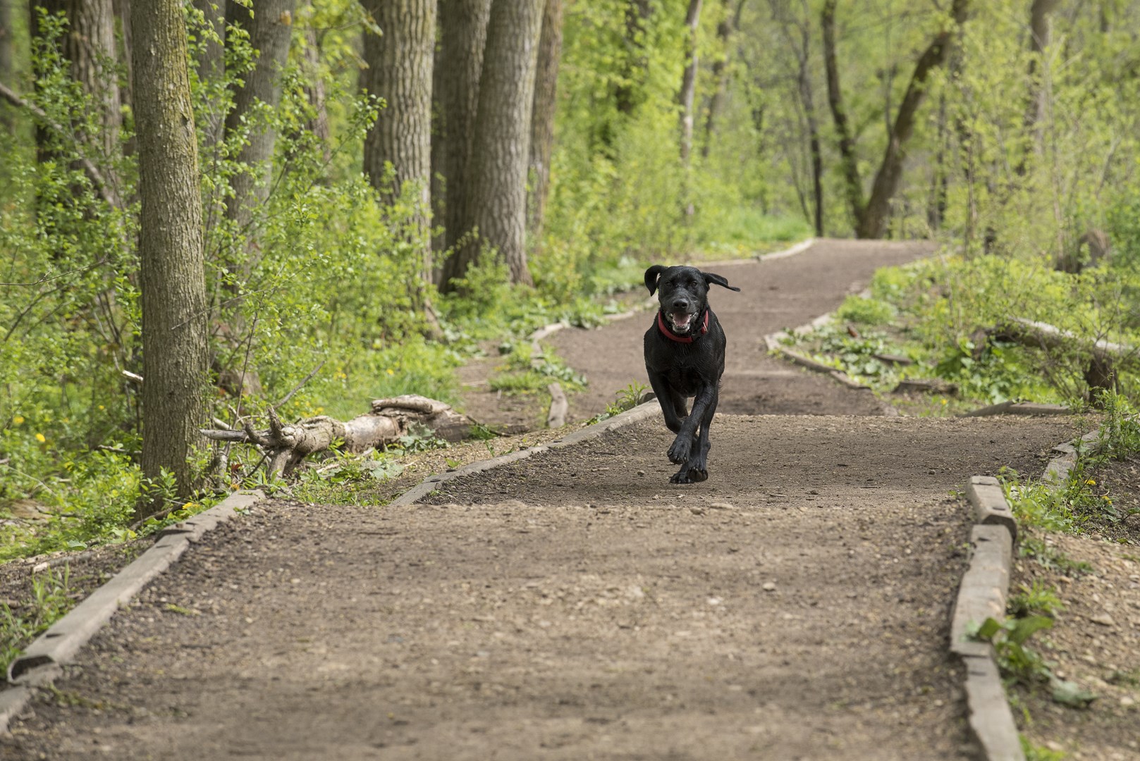 Dog running off-leash on wooded trail.