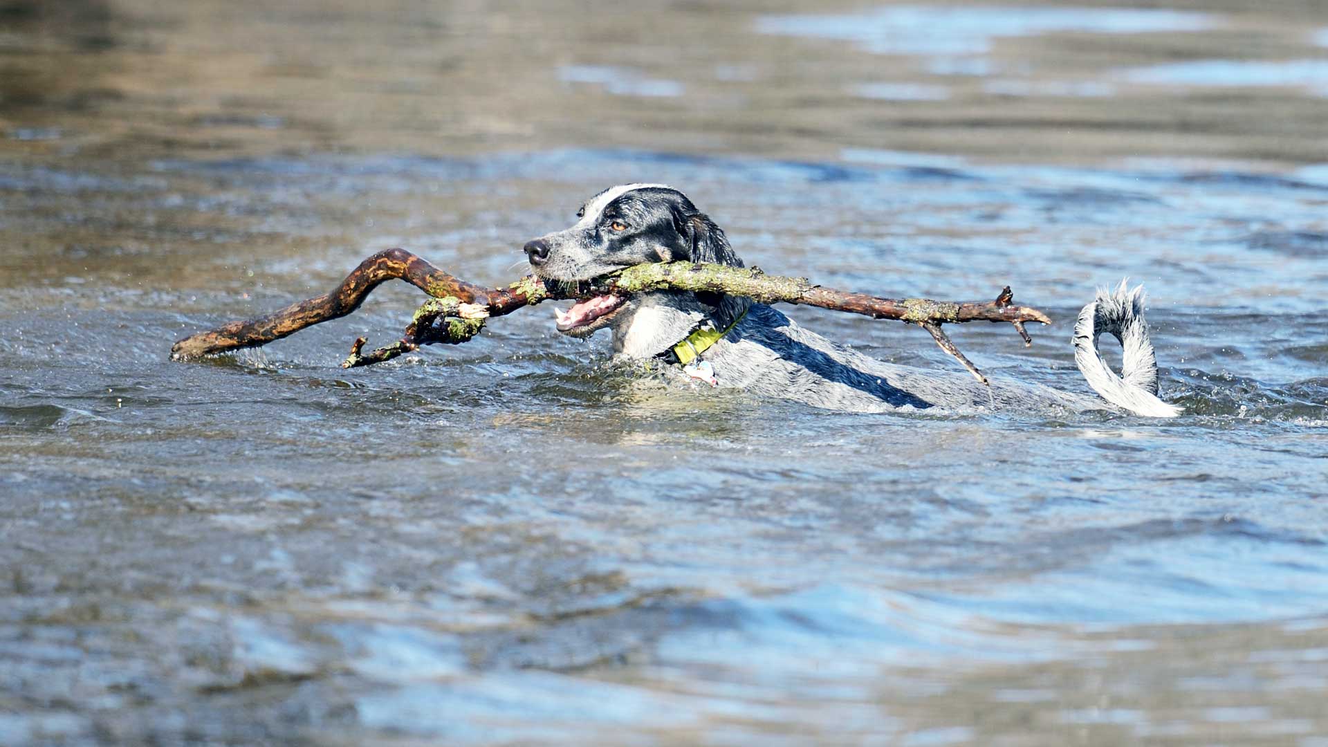 Dog swimming in pond while retrieving a stick