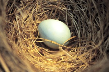 Photo looking down into birds nest with a single light blue egg inside of it