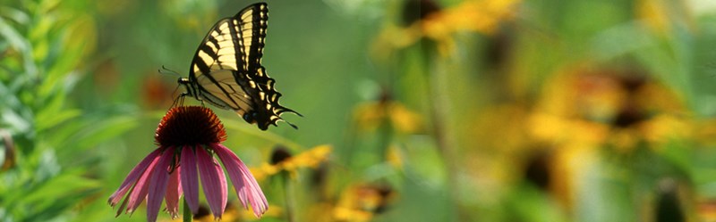 HP-NativePlantSale03