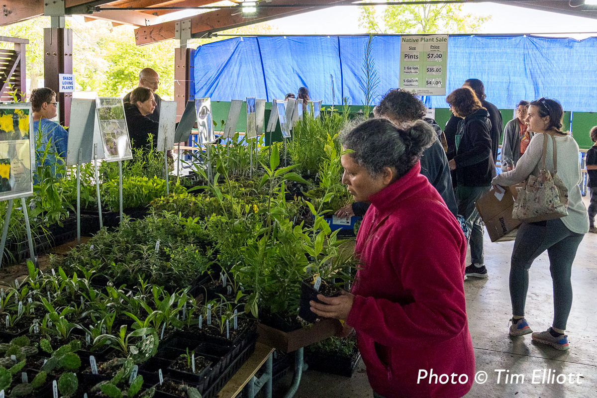 Native Plant Sale-In Person Sale with visitors browsing