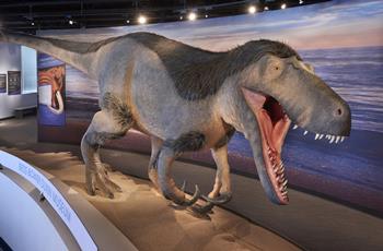 Dryptosaurus in the Dunn Museum