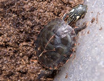 Baby Turtle