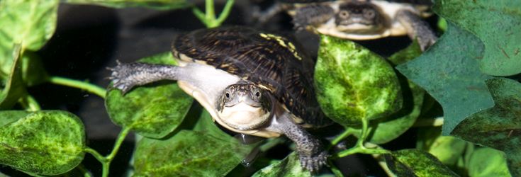 Blandings Turtle