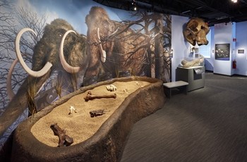 Dig pit in the Dunn Museum