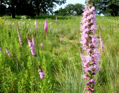 savanna-summer-460x360