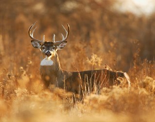 whitetailed-deer-buck-460x360