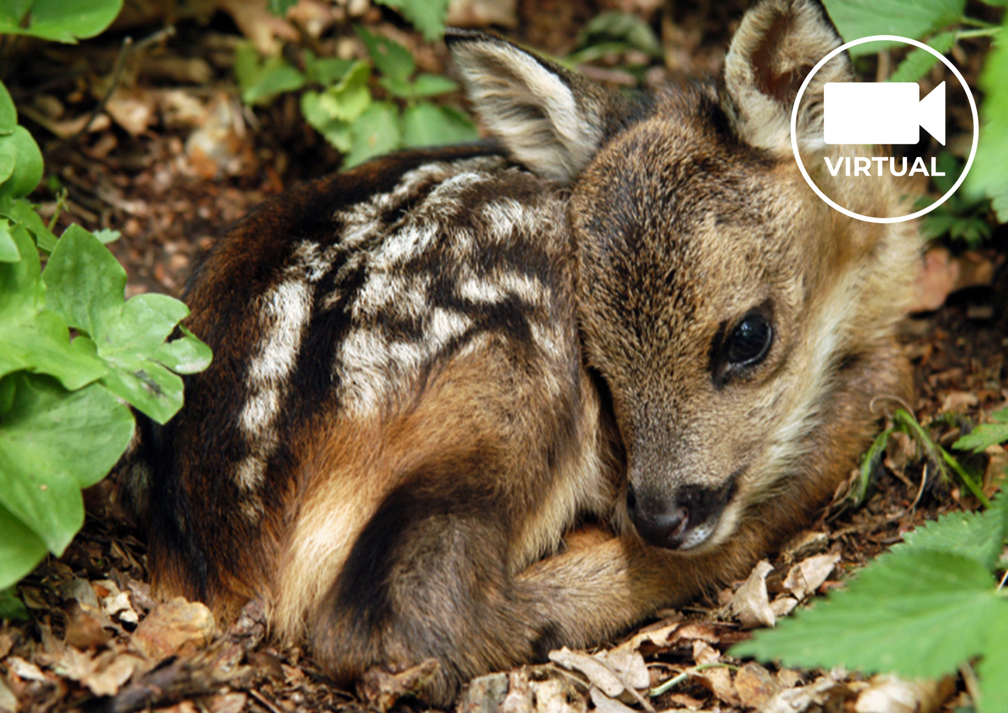 deer fawn