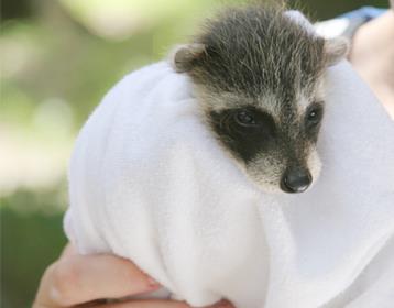 Injured Racoon