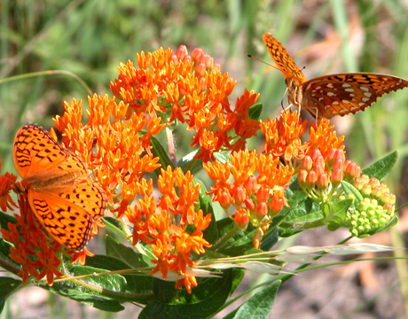 fritillary and milkweed