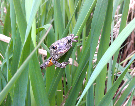 gray treefrog