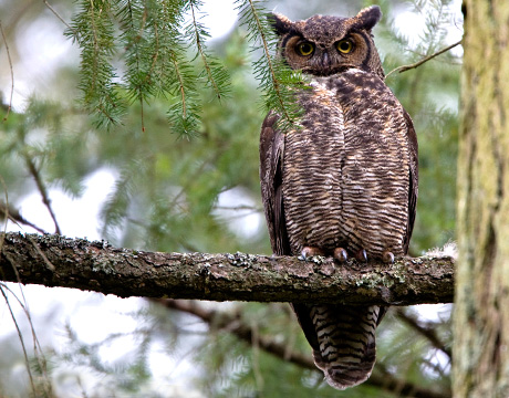 great horned owl