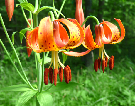 turks cap lily