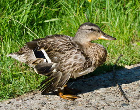 mallard-injured-460x360