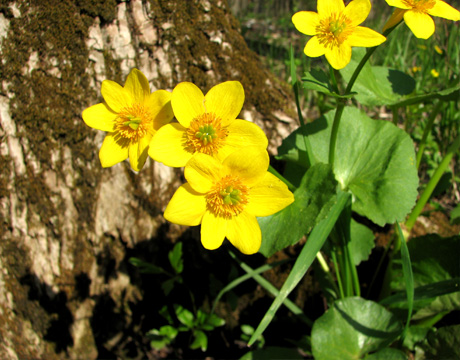 marsh marigold