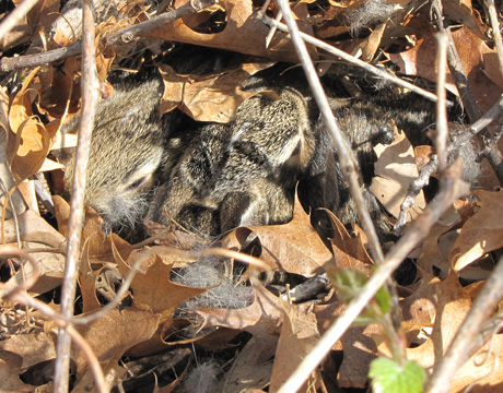 rabbit nest