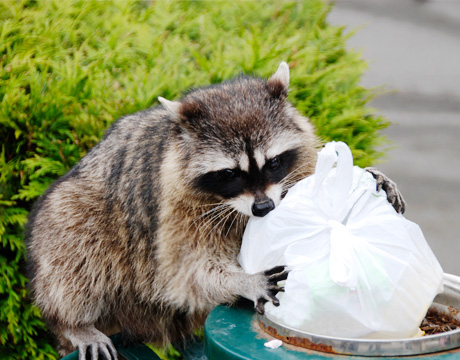 raccoon-garbage-460x360