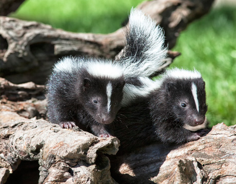 skunk babies