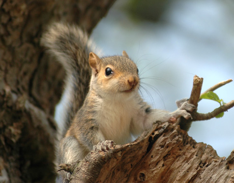 young squirrel
