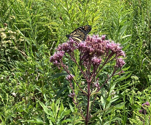 Purple native Joe Pye Weed with a monarch butterfly feed from it's flowers.