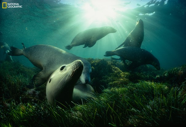12_NG_Greatest_Wildlife_David_Doubilet_NationalGeographic_116369