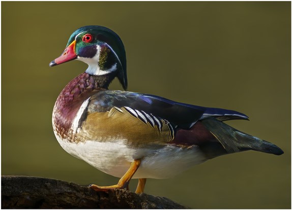 Beautiful red, green, golden brown and white wood duck.