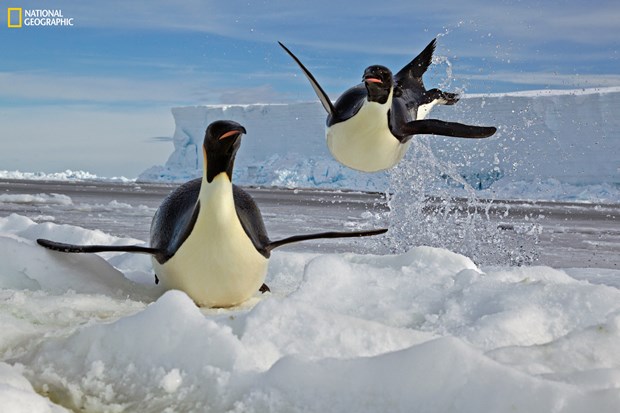 15_NG_Greatest_Wildlife_Paul_Nicklen_NationalGeographic_1500660