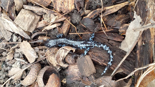 20141103_blue-spotted_salamander_Hastings_Lake