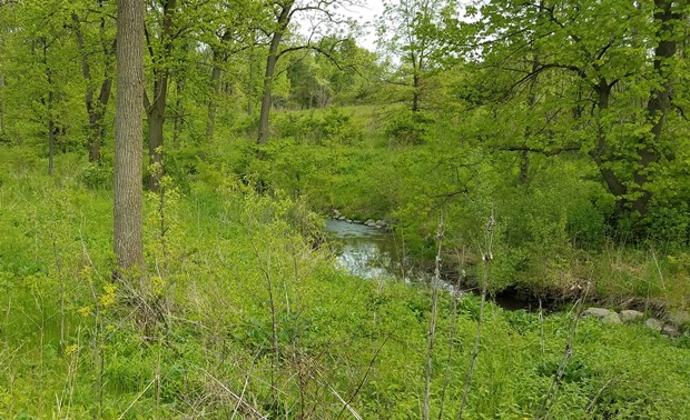Bright green wooded area with a babbling brook running through it