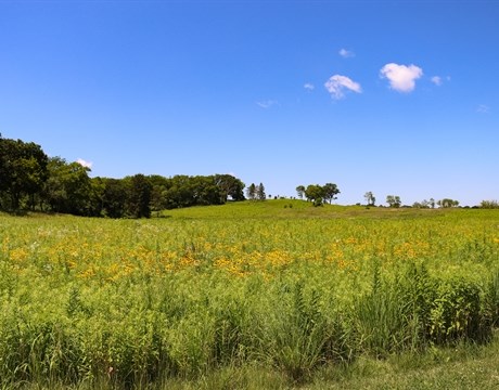 Bright blue skies over a green and yellow field of flowers