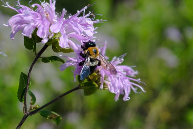 Large bumblebee foraging a purple bergamot flower.