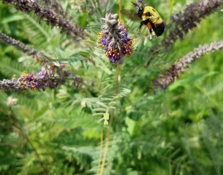 Bumble bee feasting on a Anise hyssop, a beautiful elongated purple flower with fern like leaves