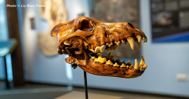 photo of prehistoric animal skull with large teeth
