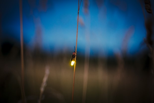 Photo of a Firefly lite up in the nite sky