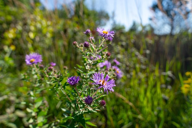 A cluster of wild asters with purple petals and yellow centers, surrounded by lush greenery in their natural habitat.