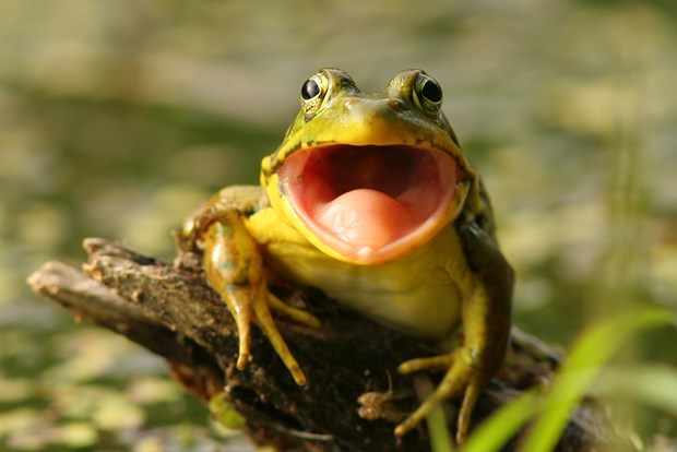 Green_Frog_Mouth_Open-iStock-153768983