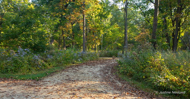 Walking down a trail surrounded by beautiful fall colors
